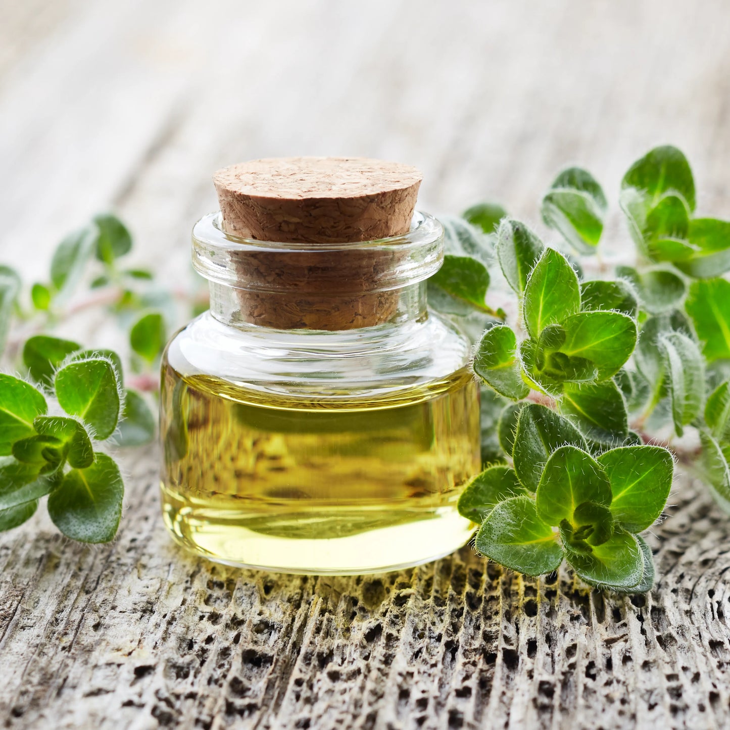 Oregano_Oil_1